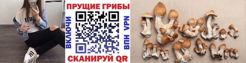 Галлюциногенные грибы Psilocybine cubensis  Назрань 